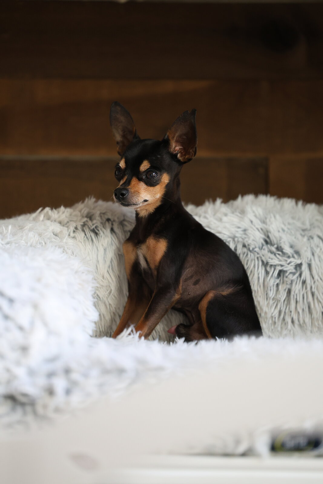 The 10 Best Small Dogs for Apartment Living