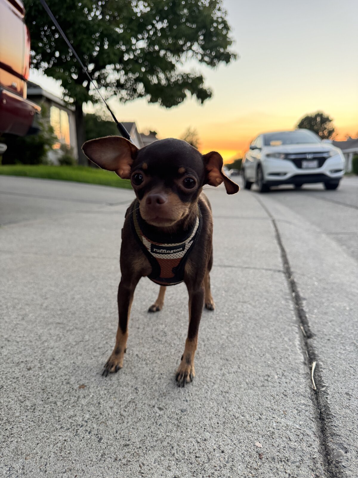 Charlie — Sire