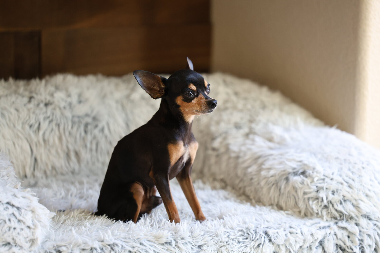 Freddie — Sire