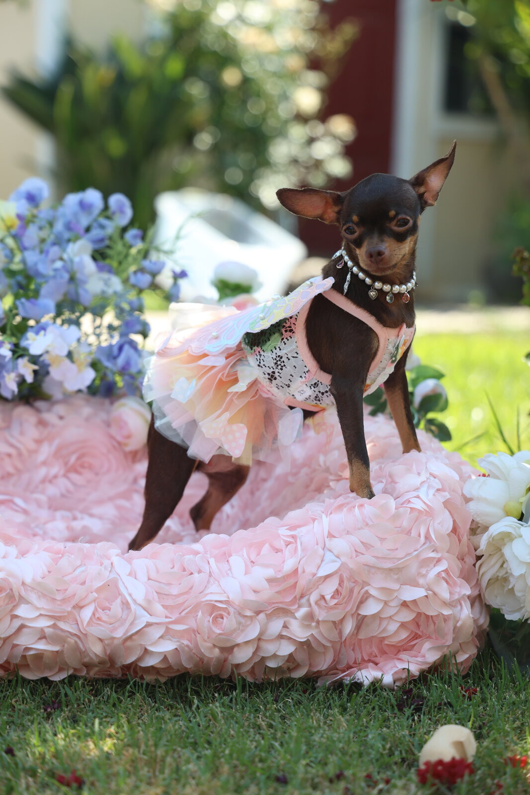 The 9 Best Small Dogs for Seniors: Gentle Companions for a Quieter Chapter