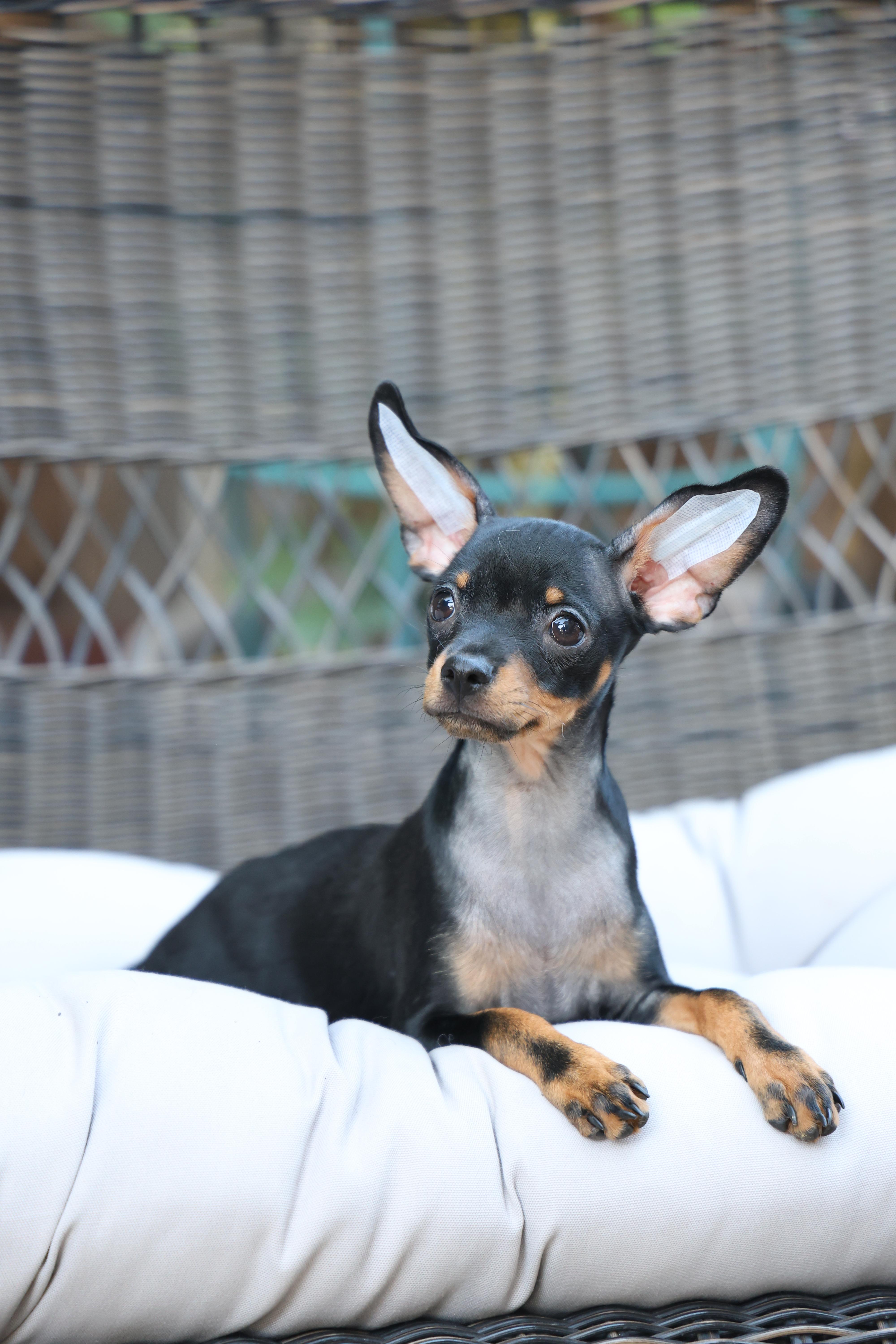 Coco - Black & Tan Russian Toy
