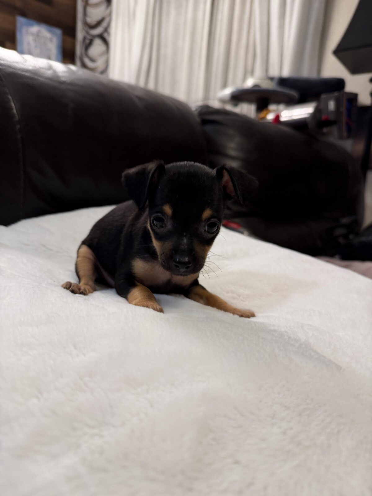 Cooper — Russian Toy