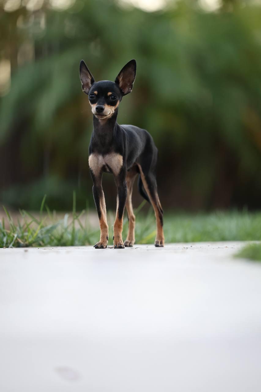 Freddie — Black & Tan Russian Toy puppy