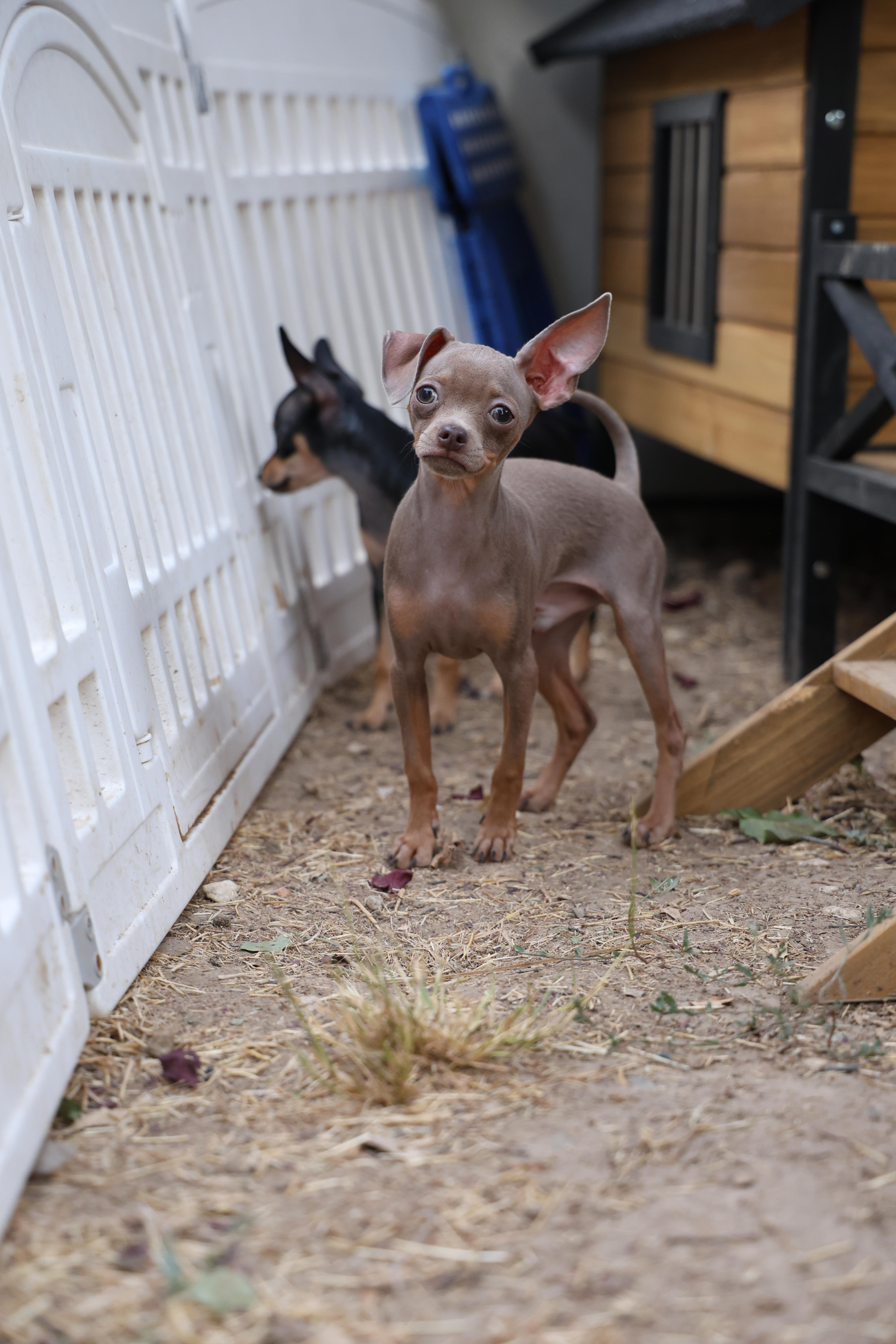 Jasper - Lilac Russian Toy