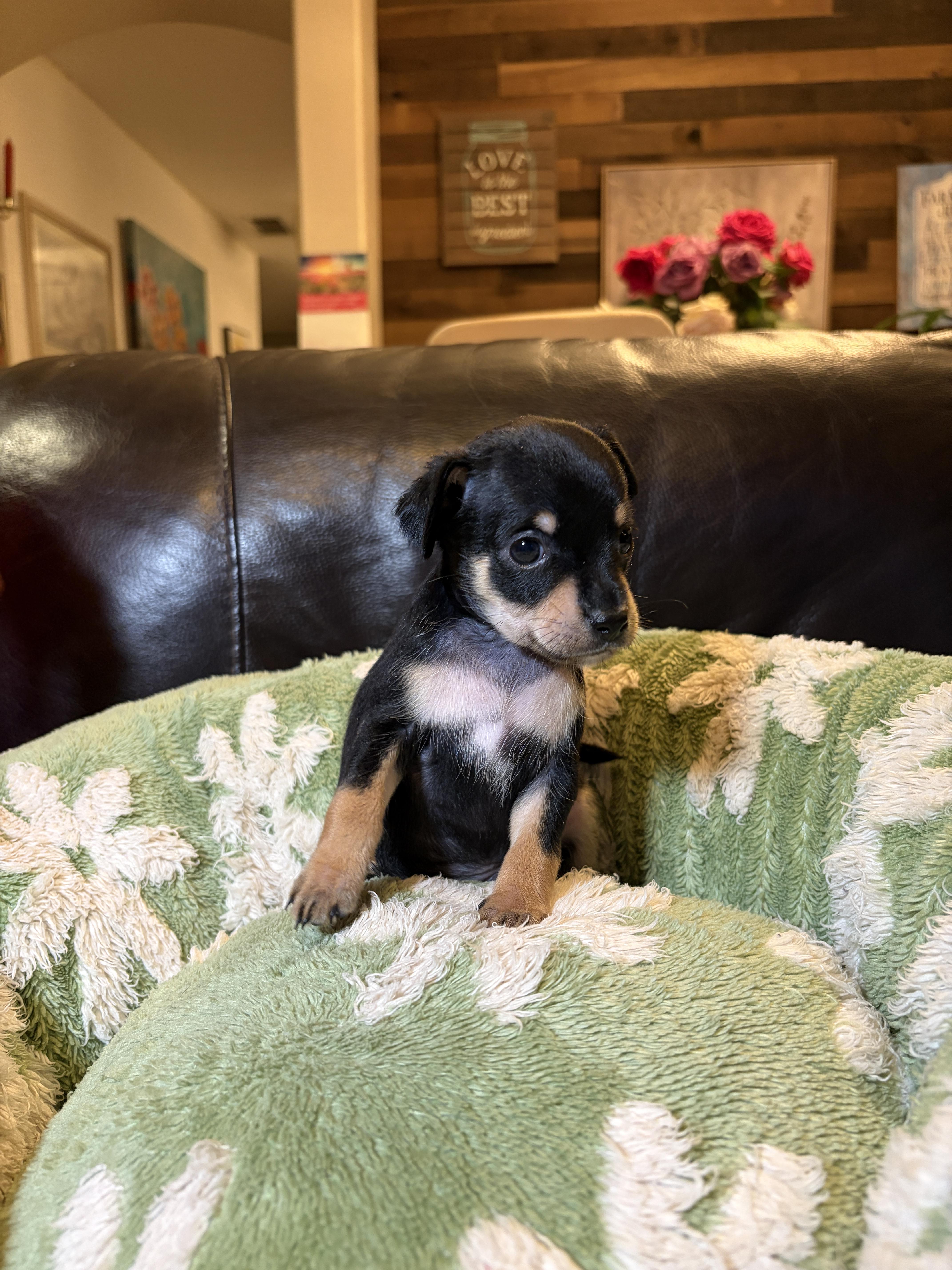 Leo — Black & Tan Russian Toy puppy