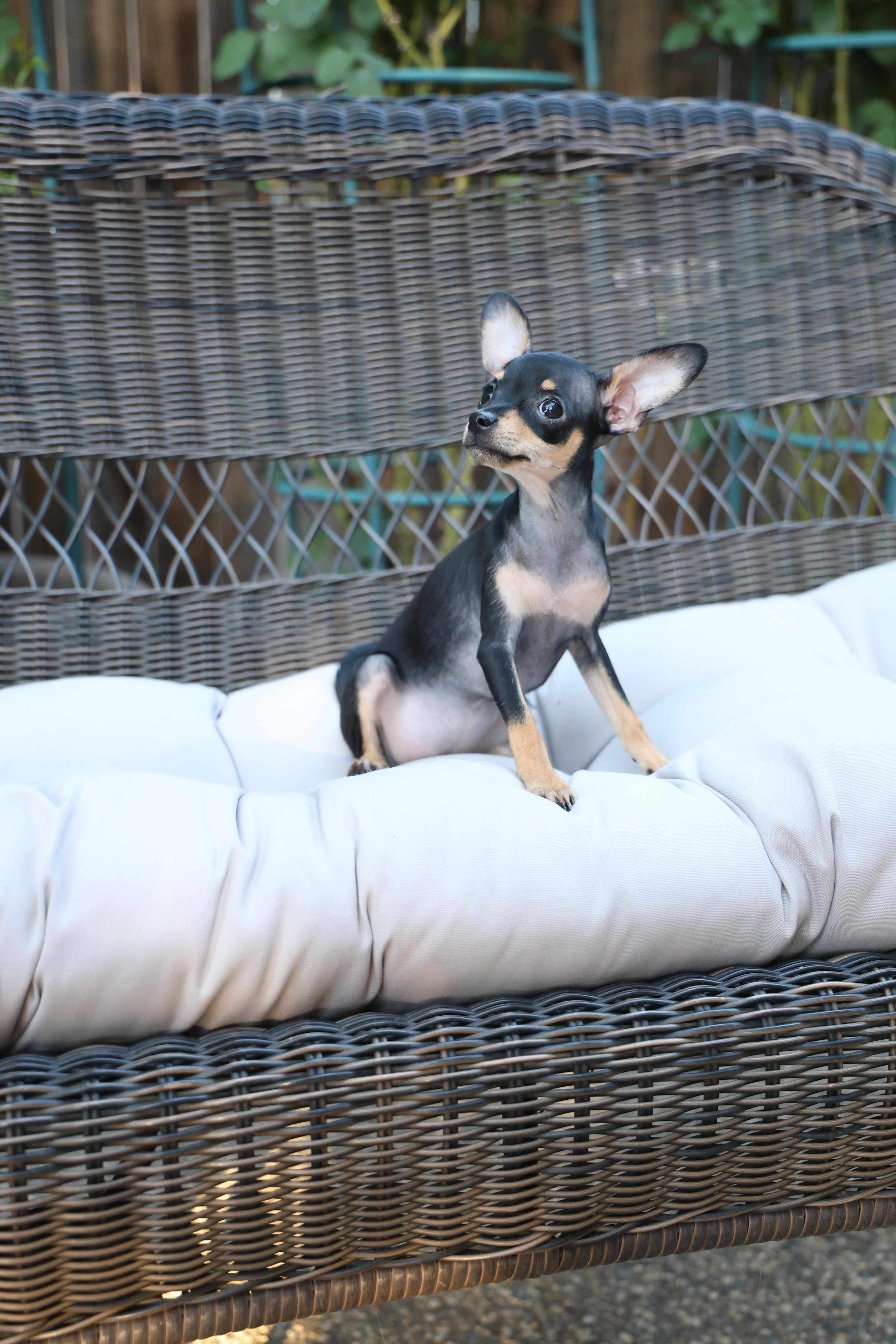 Luna - Black & Tan Russian Toy