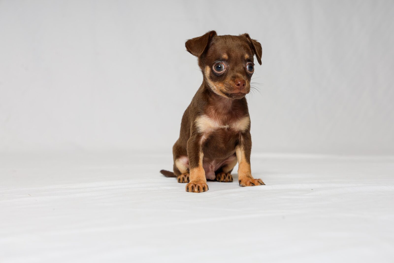 Oscar — Russian Toy