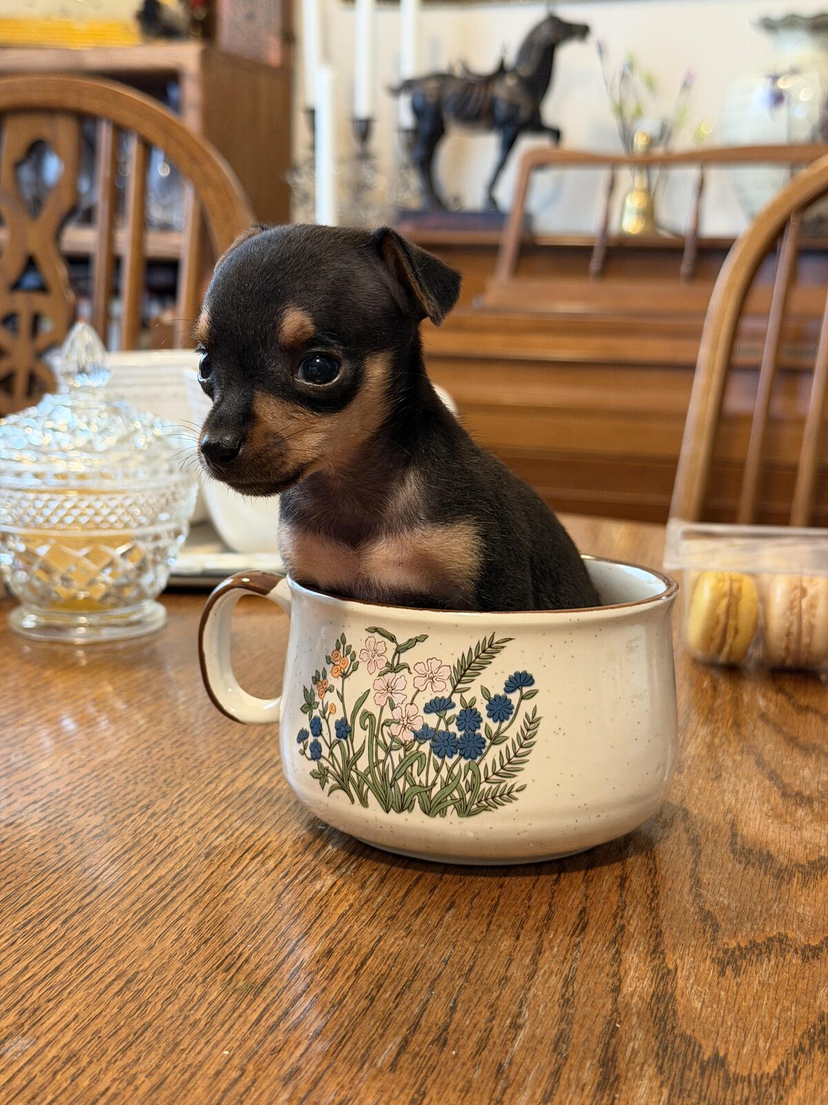 Pixie — Russian Toy