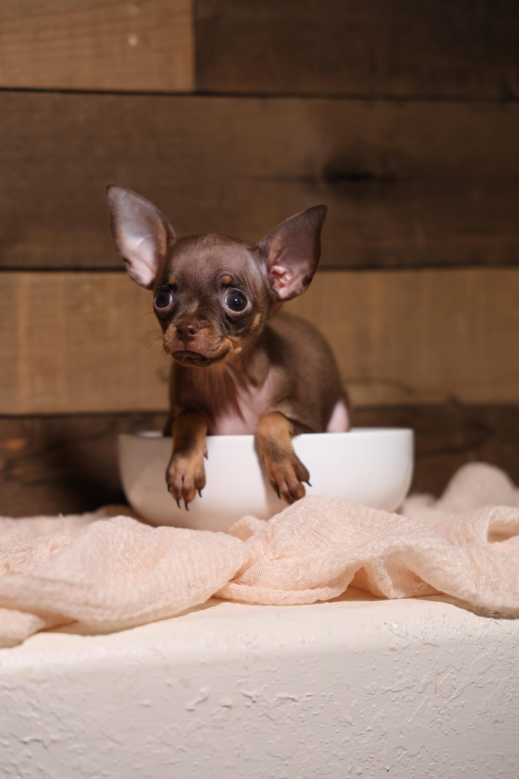 Pixie — Russian Toy