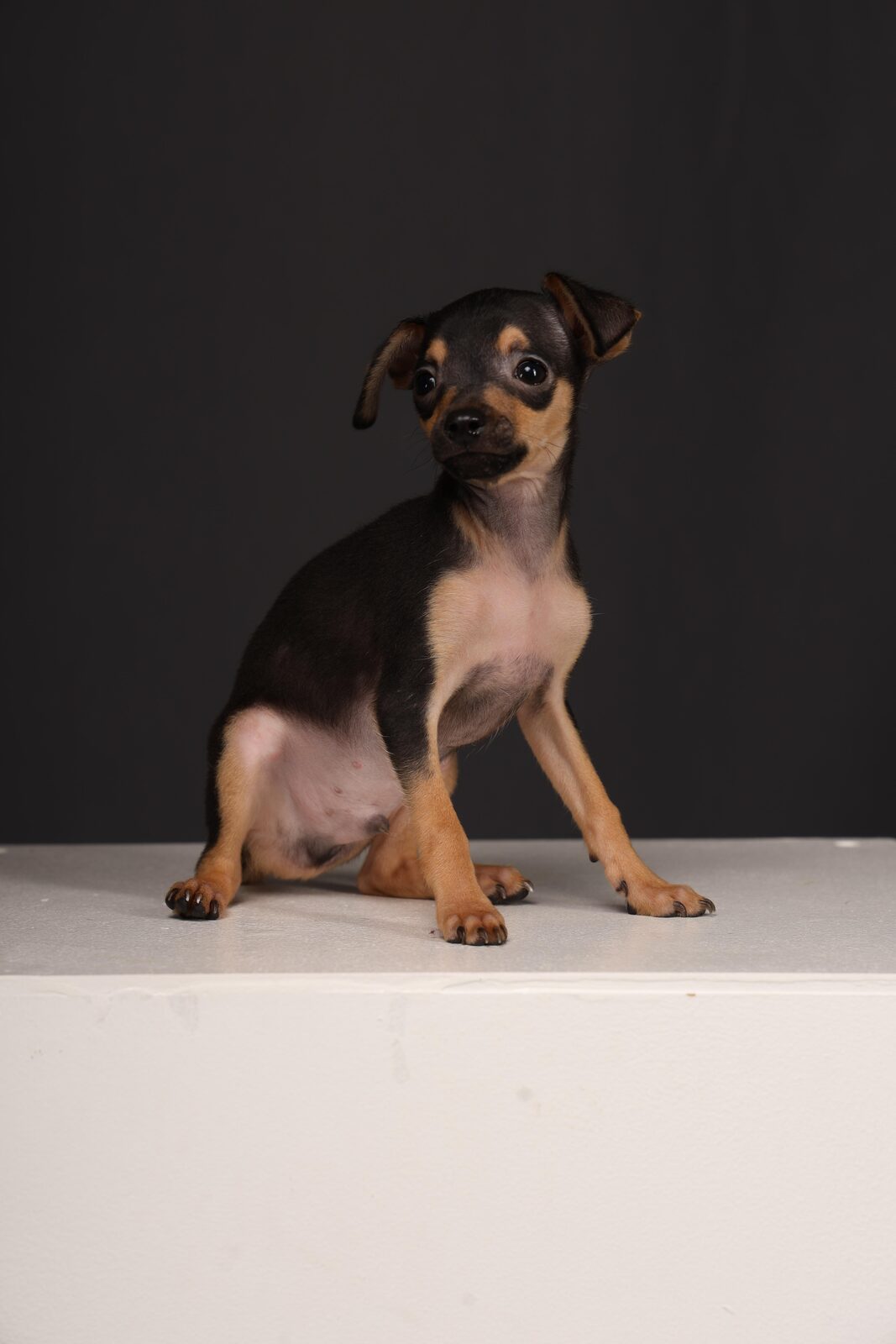 Reese — Black & Tan Russian Toy puppy