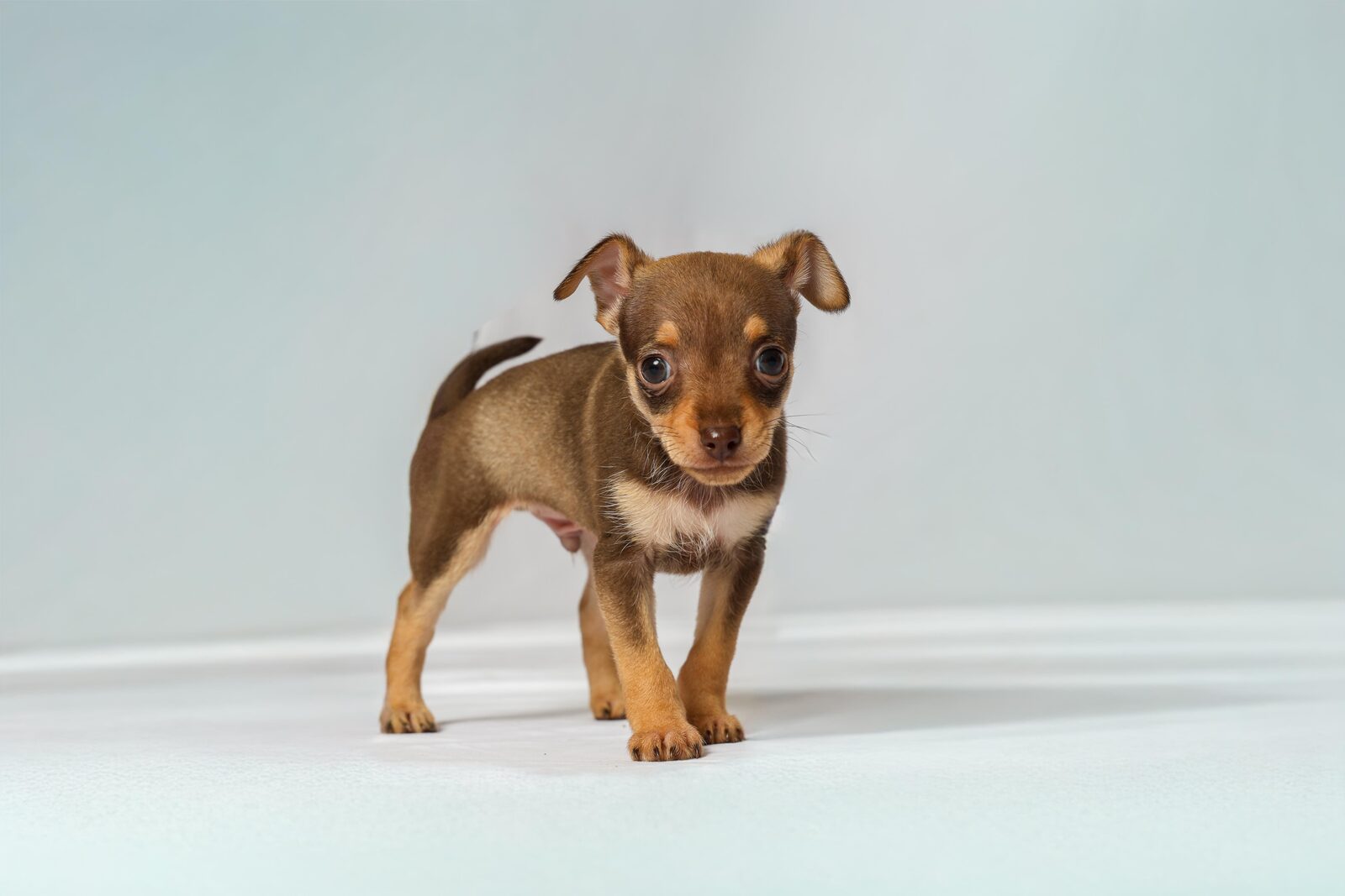 Rocky — Russian Toy