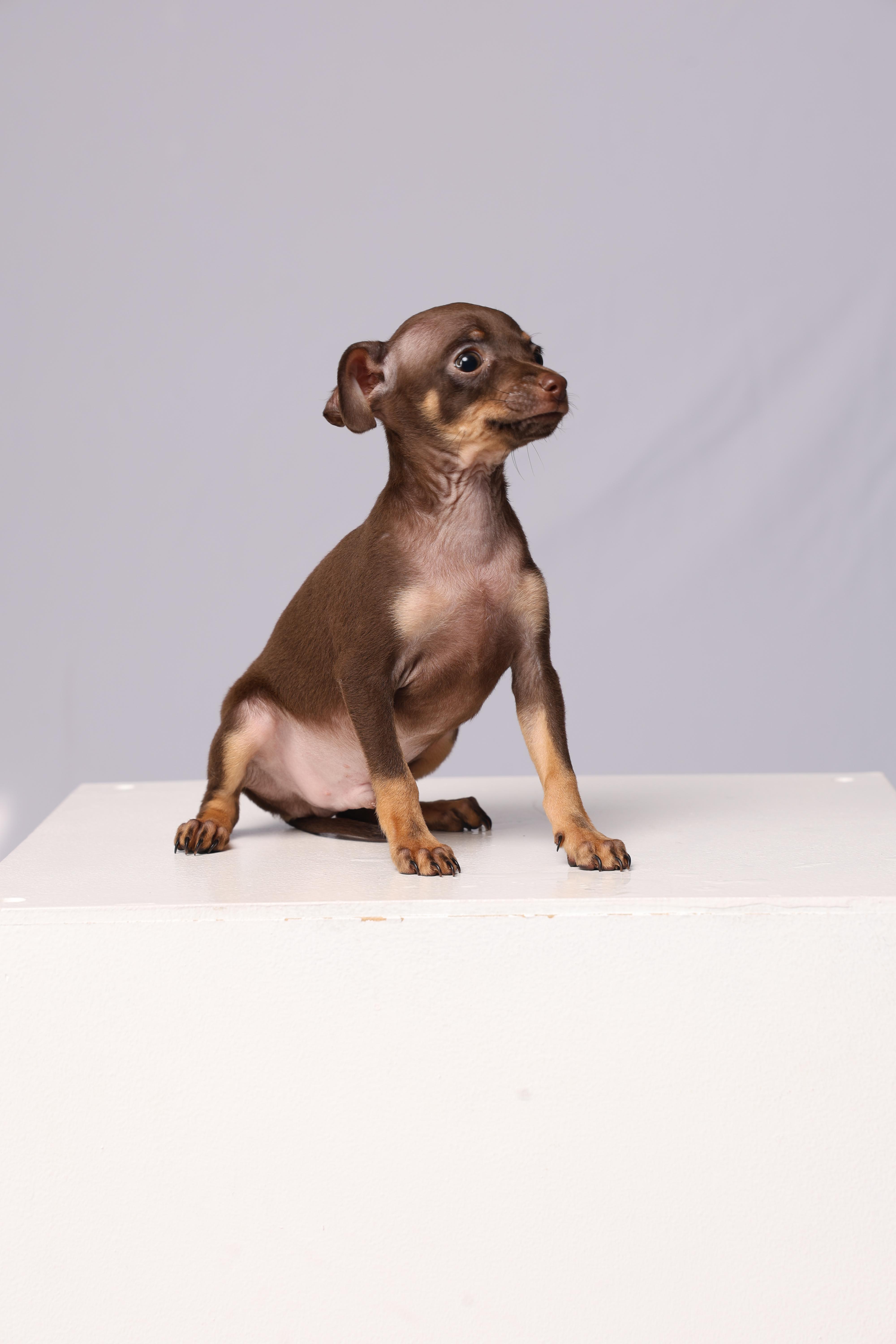 Teddy - Brown & Tan Russian Toy