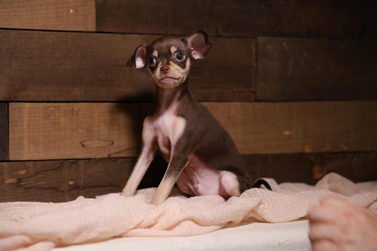 Theo — Russian Toy